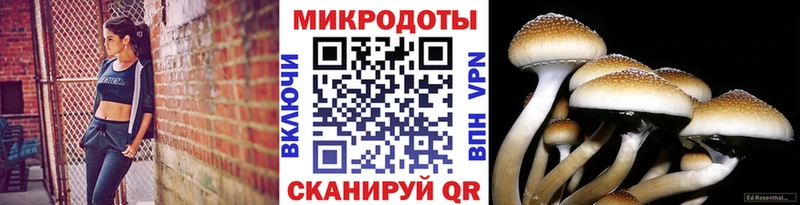 Псилоцибиновые грибы Psilocybine cubensis  Макушино 